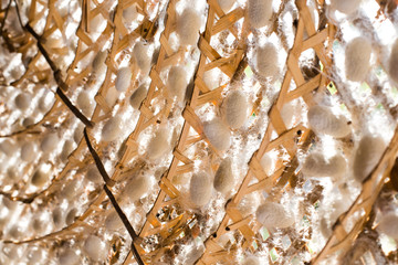 Yellow silkworm nets, background