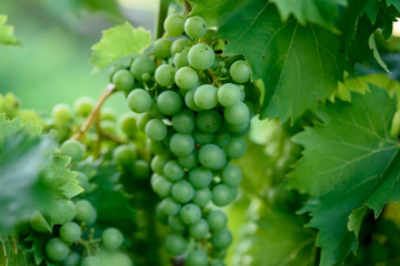 Grapes In Vineyard 