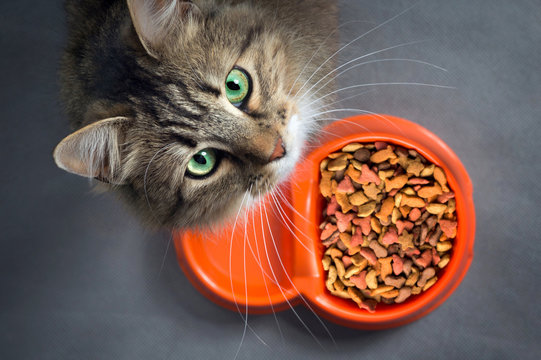 cat near a bowl with food looking up