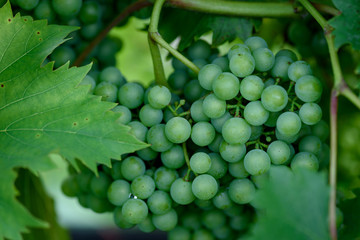 Grapes In Vineyard 