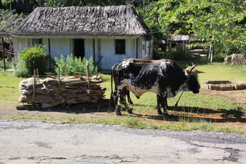 charge transport&eacute;e par des b&oelig;ufs &agrave; Cuba