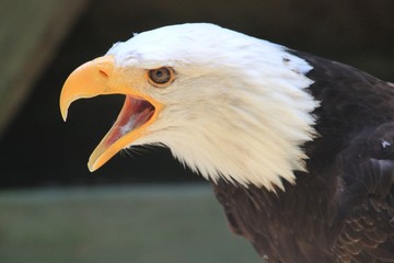 Rapace.
