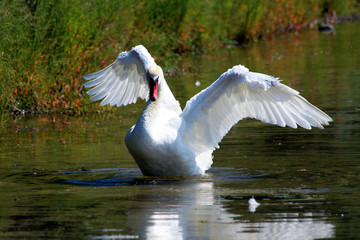 Mute Swan