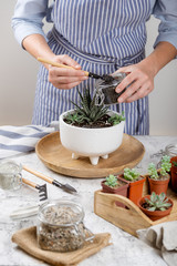 Planting mini garden of succulents