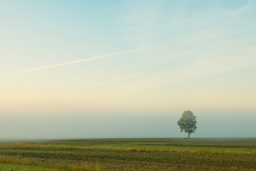photo of lonely birch on a background of blue sky and green grass
