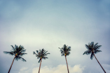 Four palm trees against blue sky