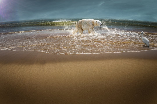 770 Best Ours Polaire Images Stock Photos Vectors Adobe Stock