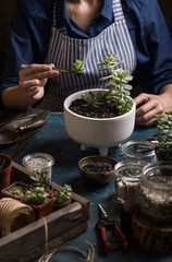 Succulents mini garden making step by step