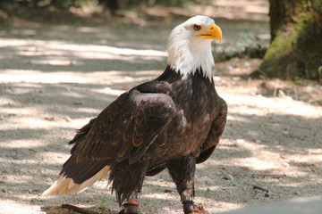 Rapace.