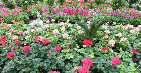 red geraniums for sale in greenhouse in spring