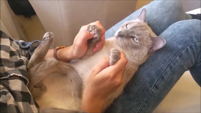 Siamese  Cat Gets A Foot And Face Massage