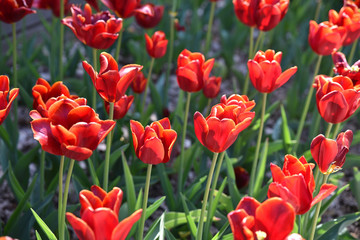 Obraz premium Tulipes rouges au jardin au printemps