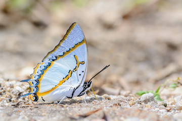 Fototapeta na wymiar Great Nawab or Polyura eudamippus, beautiful butterfly eating food on ground.
