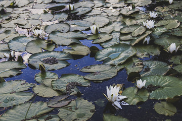 Obraz na płótnie Canvas A lot of water lilies in a pond at home