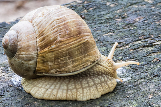 Snail on old wooden surface