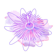 Isolated hand drawn purple outline flower of passionflower, passiflora on pink violet watercolor spot. Print of curve lines.