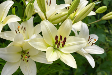 Shrub of white lilys