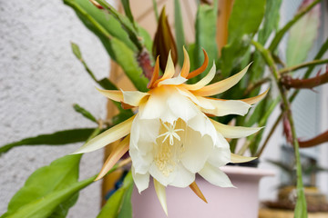 Blossom of a hylocereus plant