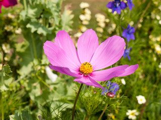 Fototapeta premium a beautiful pink cosmos flower head