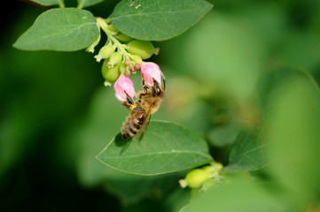 Honigbiene an Schneebeere