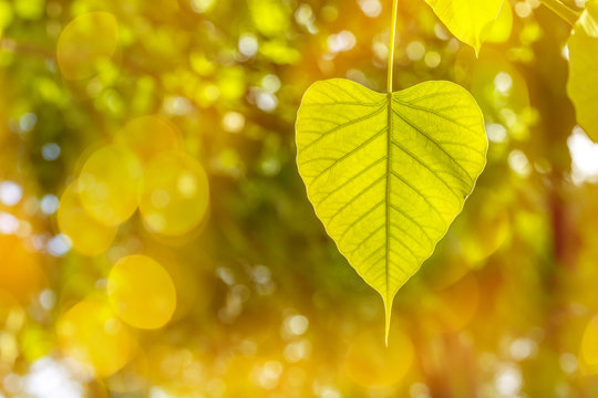 Bodhi leaves background with sun effect, also known as Pipal leaves and Bo leaves