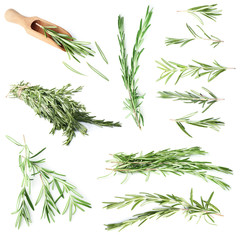 Collage of rosemary twigs on white background