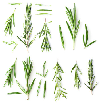 Collage of rosemary twigs on white background
