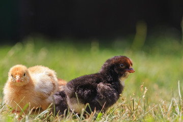 white and dark chickens among the summer grass