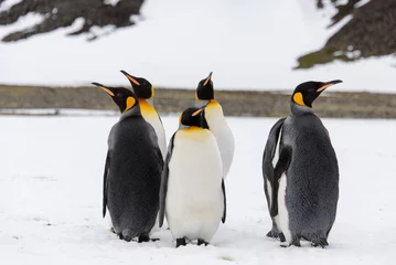 Fotobehang King penguins © Alexey Seafarer
