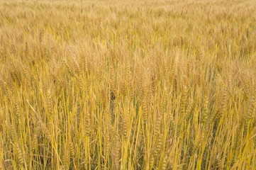日本の小麦畑 japanese wheat field