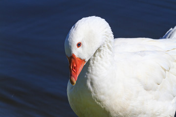 goose breeds Danish lehart sits on the lake