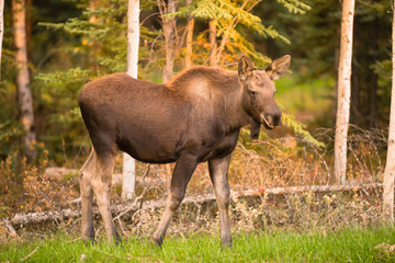 Newborn Moose Calf Feeding On Grass Alaska Wilderness