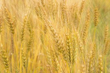 日本の小麦畑 japanese wheat field