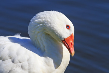 Noble white goose with blue eyes