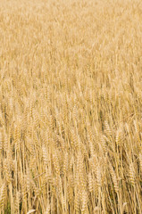 日本の小麦畑 japanese wheat field