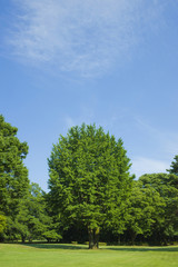 公園　新緑
