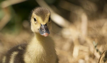Little duckling in yellow hay close-up