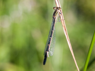 black dragonfly outside on stem