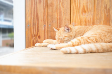 Cuddly orange ginger cat sleeping on wood.The guard of house in life domestic