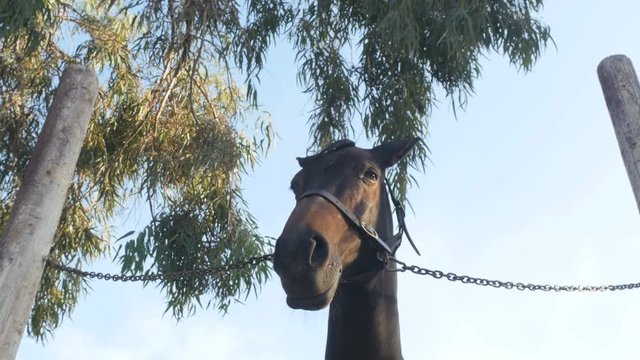 Muzzle horse's on the sky and tree background