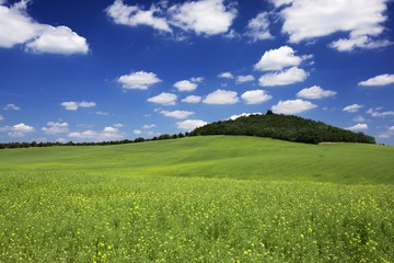 Spring waves hills landscape of colorful fields and beautiful sky