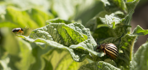 Colorado beetle on a sheet of potato bush in the garden. A dangerous pest for agriculture