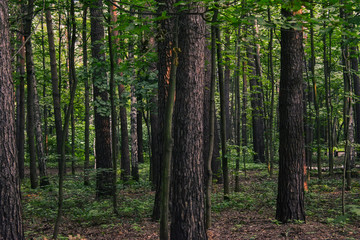 Fototapeta premium Trees in forest