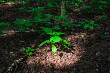 Nascent tree in forest