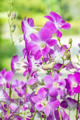 Beautiful purple orchid, Dendrobium.