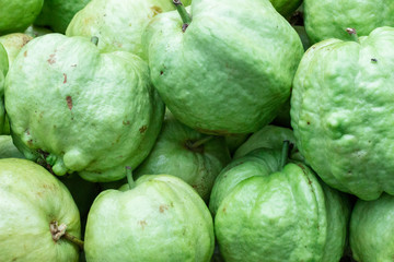 Obraz premium Fruit Common guava : グァバ・果物