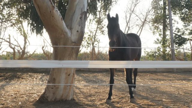 Brown horse near the tree