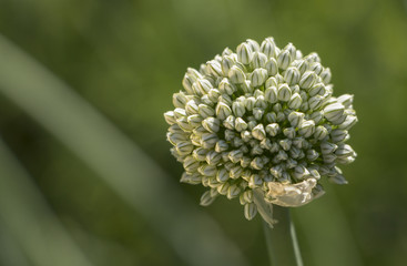 Close up of an Onion Flower of Kuwait