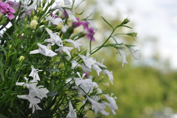 Summer time in Sweden