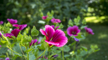 Obraz premium wild flowers in Vienna woods